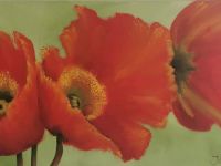 Trio of Orange Poppies